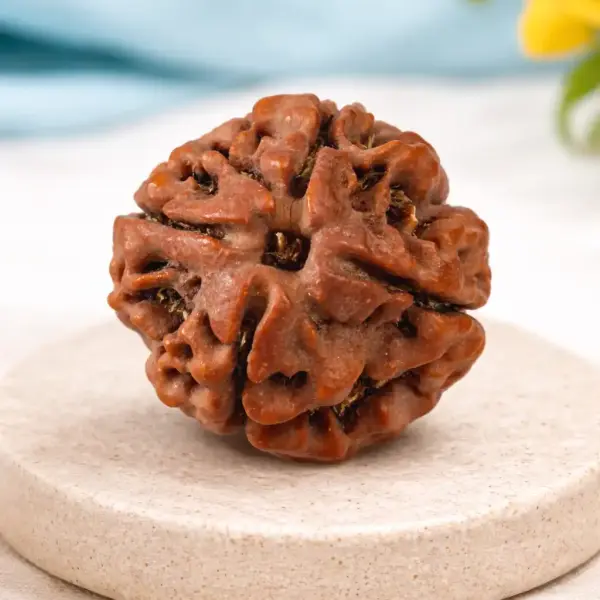 4 Mukhi Nepali Rudraksha (20–21mm) – Original Natural 4 Face Full Seeds X-Ray Certified