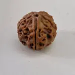 5 Mukhi Nepali Rudraksha (20–22mm) – Original Natural Full Seeds X-Ray Certified Shiva Bead