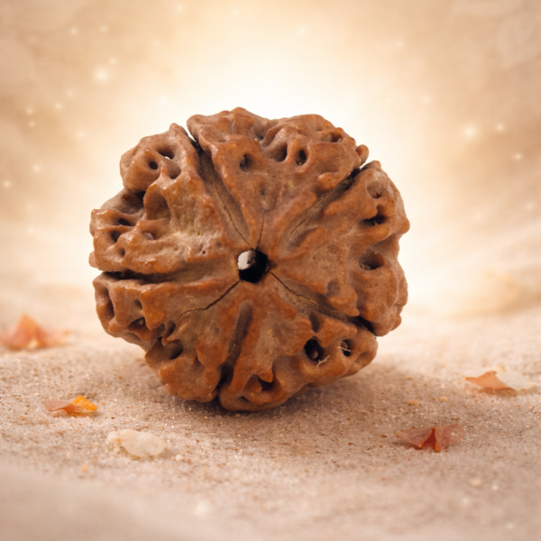 5 Mukhi Nepali Rudraksha (20–22mm) – Original Natural Full Seeds X-Ray Certified Shiva Bead