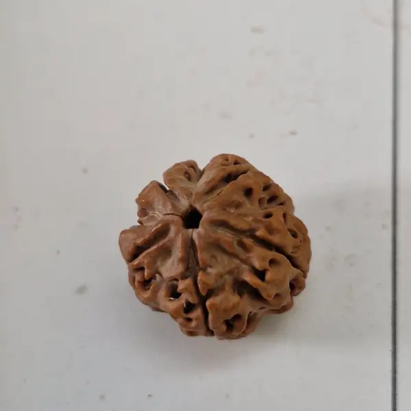 5 Mukhi Nepali Rudraksha (20–22mm) – Original Natural Full Seeds X-Ray Certified Shiva Bead