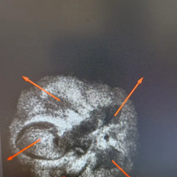 5 Mukhi Indonesian Rudraksha Bracelet (8–10mm) – Natural Shiva Bead with Sample X-Ray Certificate