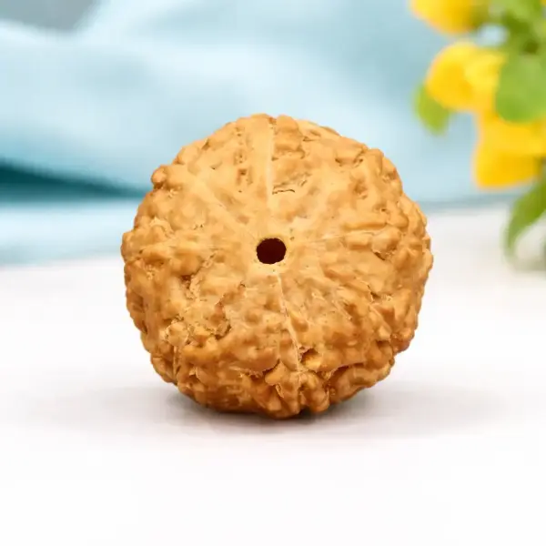 8 Mukhi Indonesian Rudraksha (8 Face) Full Compartment – Original & Natural Ganesh Rudraksha for Success & Protection