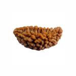 1 Mukhi Indian Rudraksha Small