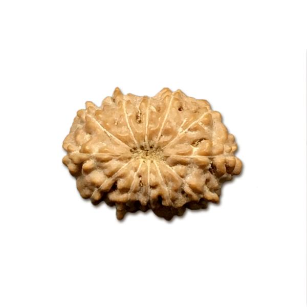 12 Mukhi Indonesian Rudraksha Medium