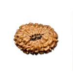 14 Mukhi Indonesian Rudraksha Big