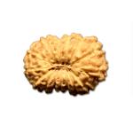 14 Mukhi Indonesian Rudraksha Medium