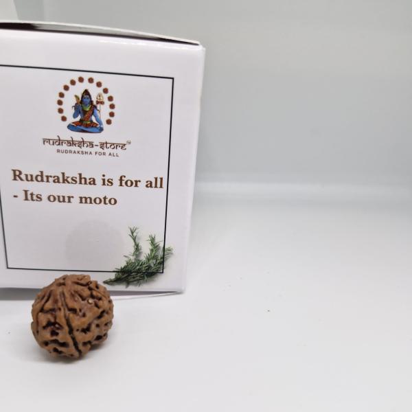 5 Mukhi Nepal Rudraksha Premium Quality 100 Piece