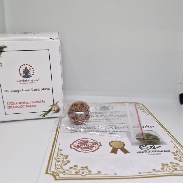 5 Mukhi Nepal Rudraksha Premium Quality 100 Piece