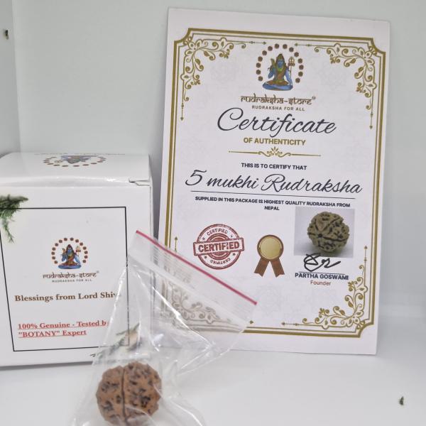 5 Mukhi Nepal Rudraksha Premium Quality 100 Piece