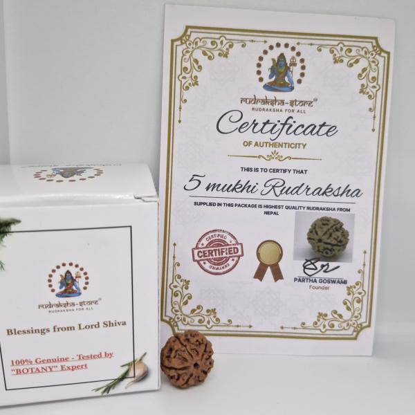 5 Mukhi Nepal Rudraksha Premium Quality 100 Piece