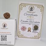 5 Mukhi Nepal Rudraksha Premium Quality 100 Piece