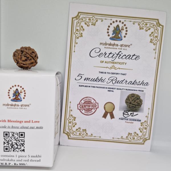 5 Mukhi Nepal Rudraksha Premium Quality 100 Piece