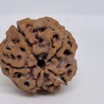 5 Mukhi Nepal Rudraksha Premium Quality 100 Piece
