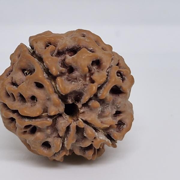 5 Mukhi Nepal Rudraksha Premium Quality 100 Piece