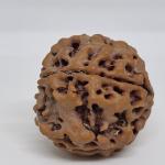 5 Mukhi Nepal Rudraksha Premium Quality 100 Piece