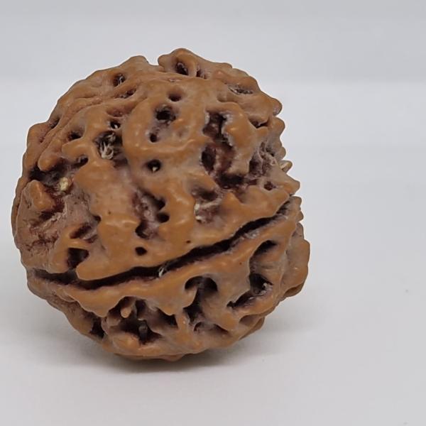 5 Mukhi Nepal Rudraksha Premium Quality 100 Piece