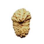 20 Mukhi Indonesian Rudraksha Big
