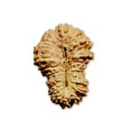 21 Mukhi Indonesian Rudraksha Medium