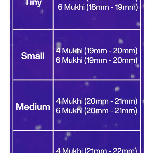 Rudraksha Combination for Students 4,4,6 Mukhi Nepal in Rudraksha Mala