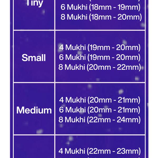 Rudraksha Combination for Advocates 4,6,8 Mukhi Nepal in Rudraksha Mala