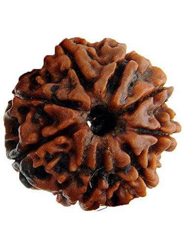 8 Mukhi Nepal Rudraksha