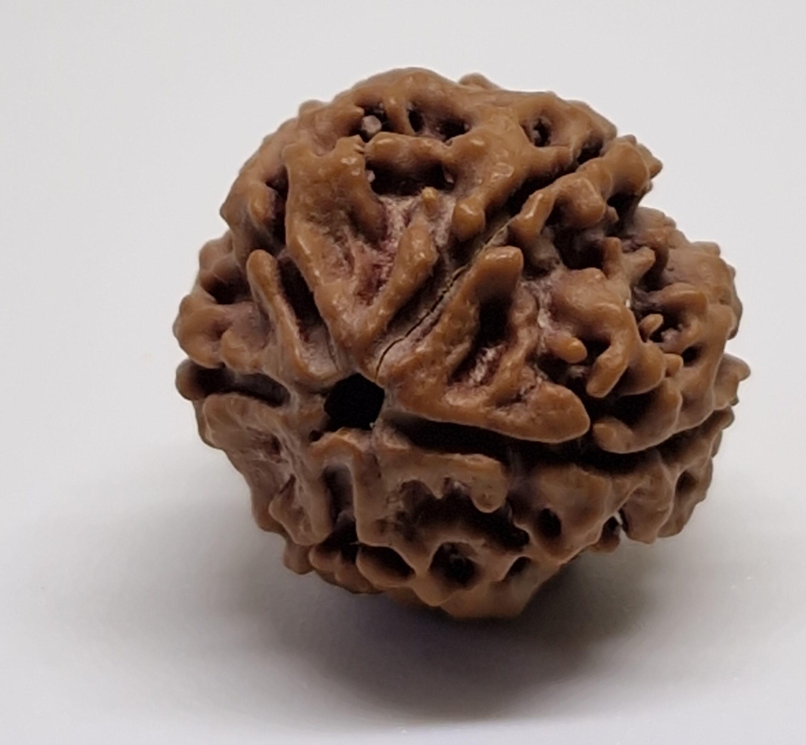 5 Mukhi Nepal Rudraksha Premium Quality 100 Piece