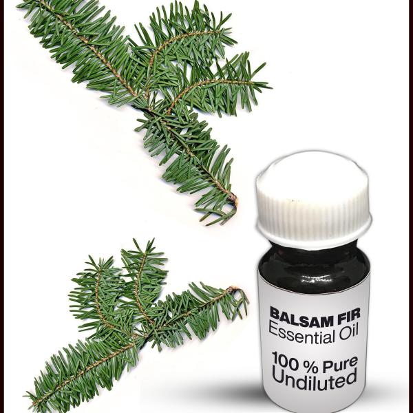 Balsam Fir Essential Oil