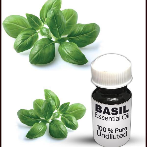 Basil Essential Oil