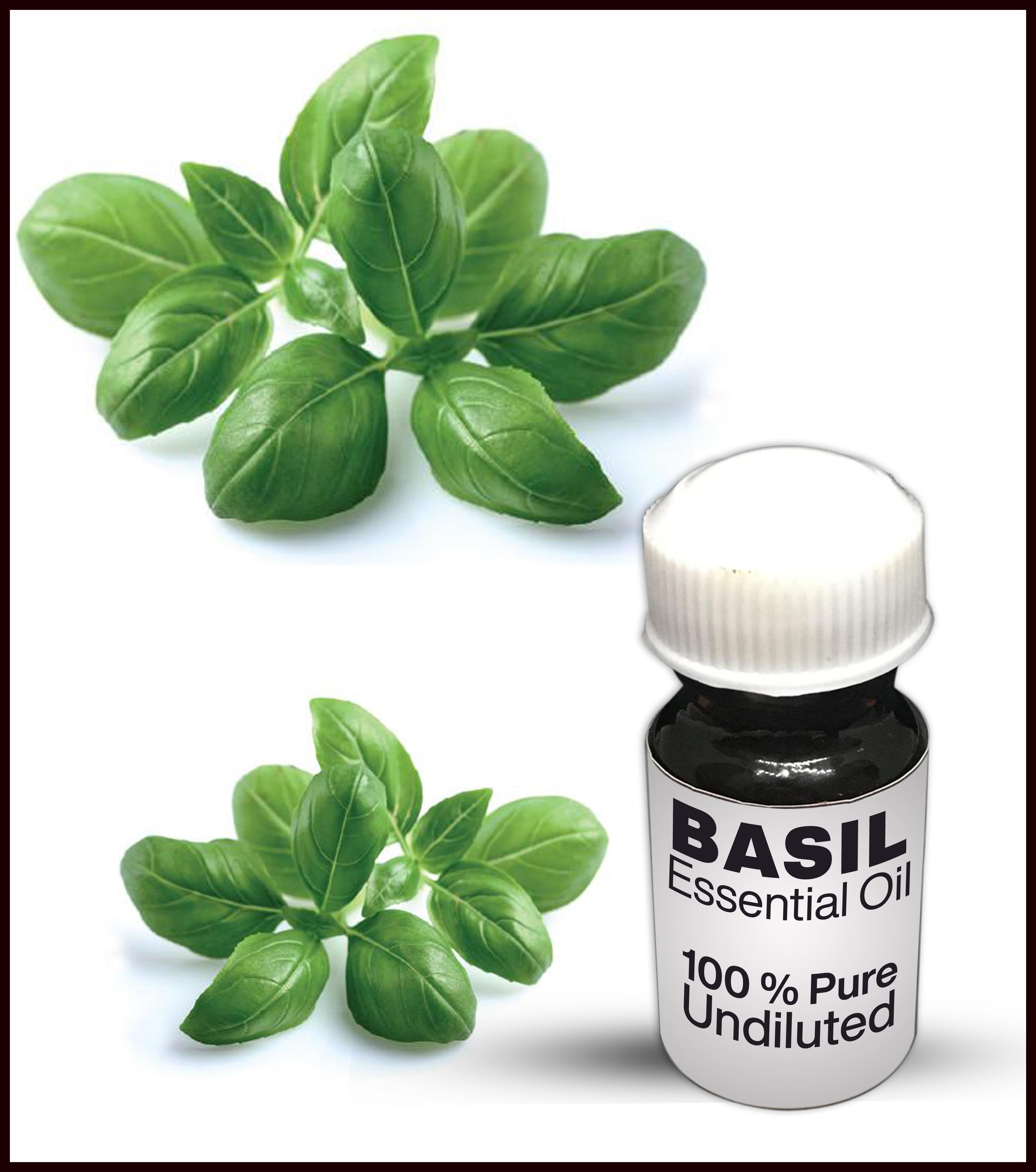 Basil Essential Oil