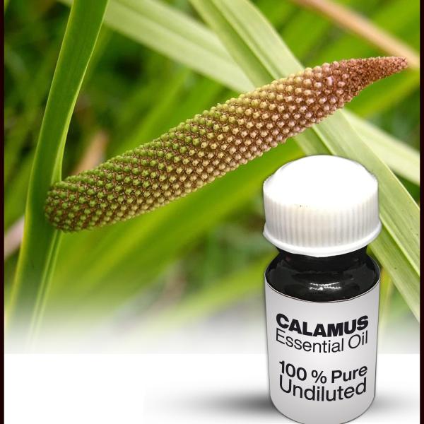 Calamus Essential Oil