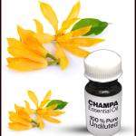 Champa Essential Oil