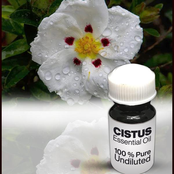 Cistus Essential Oil