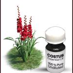 Costus Essential Oil