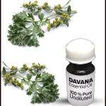 Davana Essential Oil