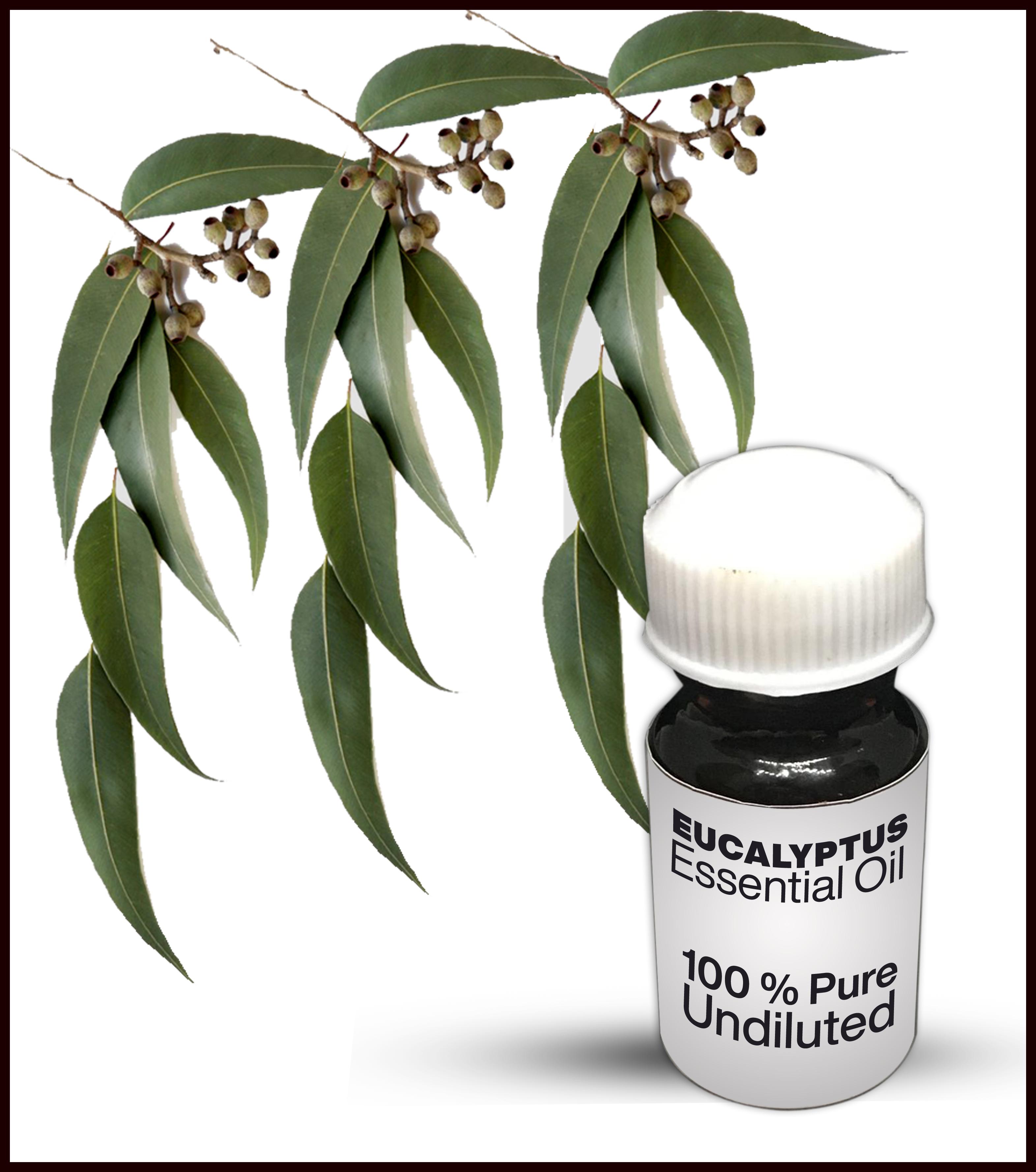 Eucalyptus Essential Oil