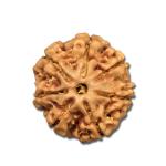 7 Mukhi Nepal Rudraksha Medium