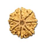 7 Mukhi Nepal Rudraksha Big