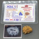 17 Mukhi Nepal Rudraksha Seventeen Face 25.55mm 3.22 Gms