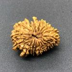 17 Mukhi Nepal Rudraksha Seventeen Face 25.55mm 3.22 Gms