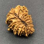 17 Mukhi Nepal Rudraksha Seventeen Face 25.55mm 3.22 Gms
