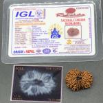 17 Mukhi Nepal Rudraksha Seventeen Face 26.52mm 3.14 Gms