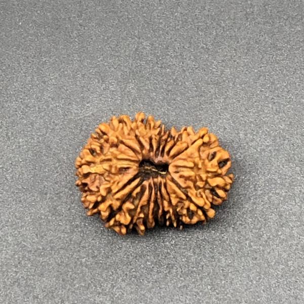 17 Mukhi Nepal Rudraksha Seventeen Face 26.52mm 3.14 Gms