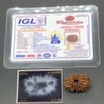 17 Mukhi Nepal Rudraksha Seventeen Face 26.01mm 2.72 Gms