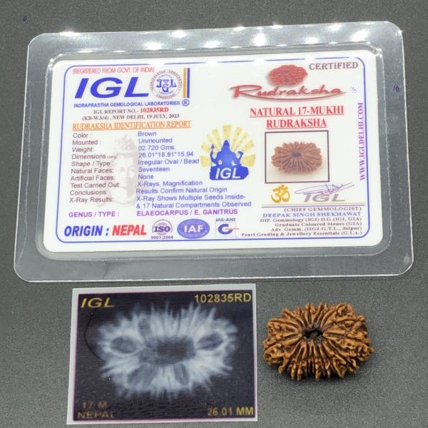 17 Mukhi Nepal Rudraksha Seventeen Face 26.01mm 2.72 Gms