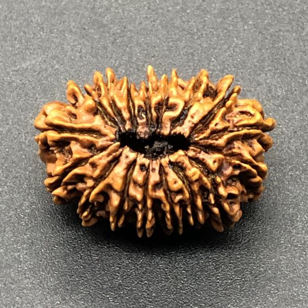 17 Mukhi Nepal Rudraksha Seventeen Face 26.01mm 2.72 Gms
