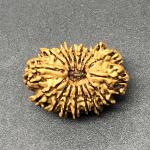 17 Mukhi Nepal Rudraksha Seventeen Face 26.65mm 2.94 Gms
