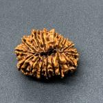 17 Mukhi Nepal Rudraksha Seventeen Face 27.88mm 3.93 Gms