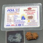 17 Mukhi Nepal Rudraksha Seventeen Face 28.76mm 3.39 Gms