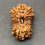 17 Mukhi Nepal Rudraksha Seventeen Face 28.76mm 3.39 Gms