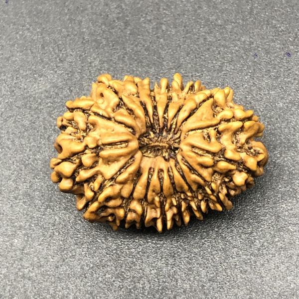 17 Mukhi Nepal Rudraksha Seventeen Face 27.63mm 3.65 Gms